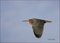 Green-Heron;Heron;Flight;Butorides-virescens;flying-bird;one-animal;close-up;col